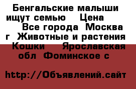 Бенгальские малыши ищут семью) › Цена ­ 5 500 - Все города, Москва г. Животные и растения » Кошки   . Ярославская обл.,Фоминское с.